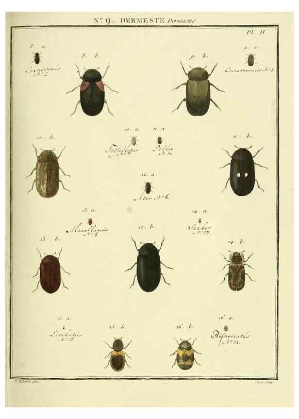 Reproducción/Reproduction 8112667535: Entomologie, ou, Histoire naturelle des insectes :. A Paris :De l'Imprimerie de Baudoin,1789-1808.