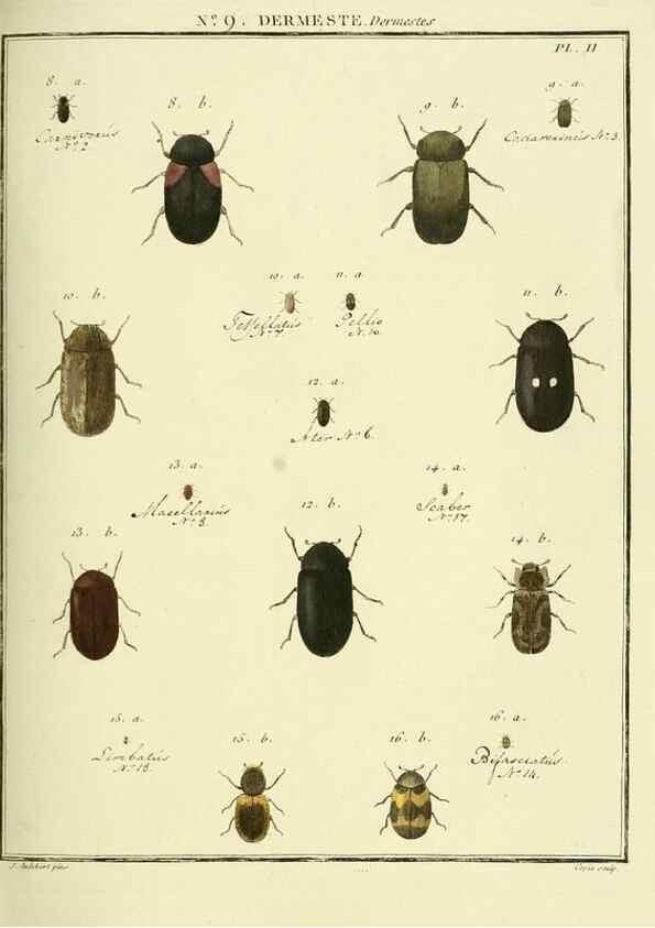 Reproducción/Reproduction 8112667535: Entomologie, ou, Histoire naturelle des insectes :. A Paris :De l'Imprimerie de Baudoin,1789-1808.