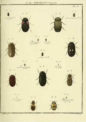 Reproducción/Reproduction 8112667535: Entomologie, ou, Histoire naturelle des insectes :. A Paris :De l'Imprimerie de Baudoin,1789-1808.