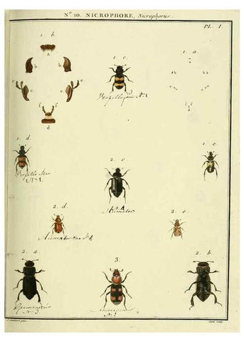 Reproducción/Reproduction 8112677616: Entomologie, ou, Histoire naturelle des insectes :. A Paris :De l'Imprimerie de Baudoin,1789-1808.