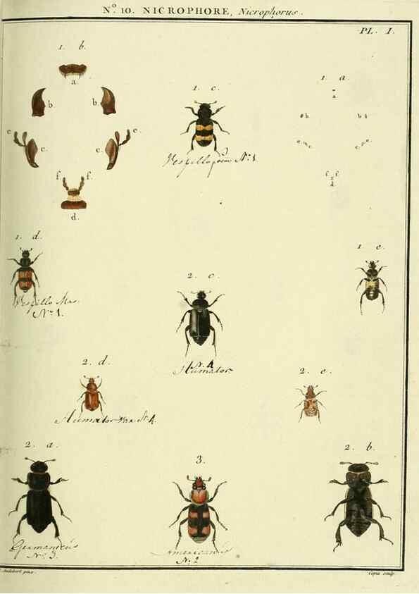 Reproducción/Reproduction 8112677616: Entomologie, ou, Histoire naturelle des insectes :. A Paris :De l'Imprimerie de Baudoin,1789-1808.
