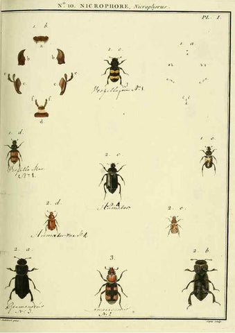 Reproducción/Reproduction 8112677616: Entomologie, ou, Histoire naturelle des insectes :. A Paris :De l'Imprimerie de Baudoin,1789-1808.