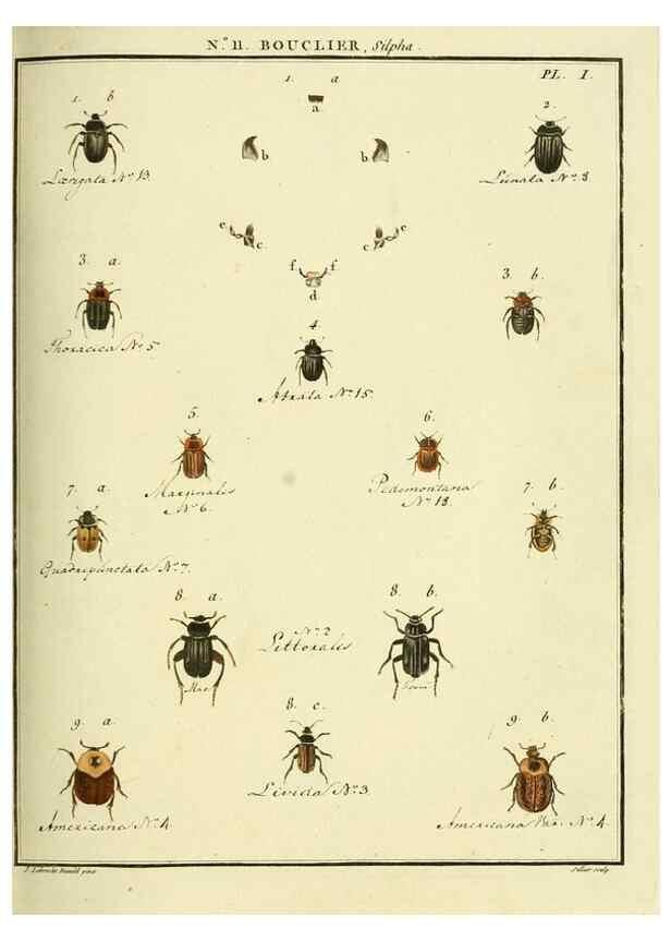 Reproducción/Reproduction 8112668351: Entomologie, ou, Histoire naturelle des insectes :. A Paris :De l'Imprimerie de Baudoin,1789-1808.
