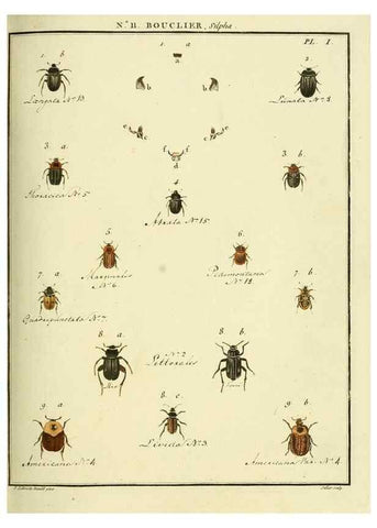 Reproducción/Reproduction 8112668351: Entomologie, ou, Histoire naturelle des insectes :. A Paris :De l'Imprimerie de Baudoin,1789-1808.