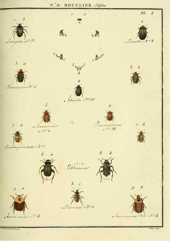 Reproducción/Reproduction 8112668351: Entomologie, ou, Histoire naturelle des insectes :. A Paris :De l'Imprimerie de Baudoin,1789-1808.
