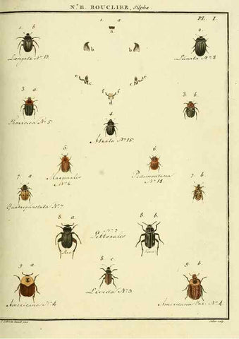 Reproducción/Reproduction 8112668351: Entomologie, ou, Histoire naturelle des insectes :. A Paris :De l'Imprimerie de Baudoin,1789-1808.