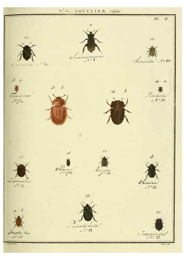 Reproducción/Reproduction 8112668761: Entomologie, ou, Histoire naturelle des insectes :. A Paris :De l'Imprimerie de Baudoin,1789-1808.