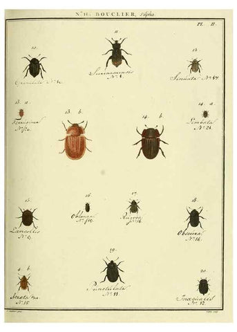 Reproducción/Reproduction 8112668761: Entomologie, ou, Histoire naturelle des insectes :. A Paris :De l'Imprimerie de Baudoin,1789-1808.