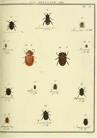 Reproducción/Reproduction 8112668761: Entomologie, ou, Histoire naturelle des insectes :. A Paris :De l'Imprimerie de Baudoin,1789-1808.