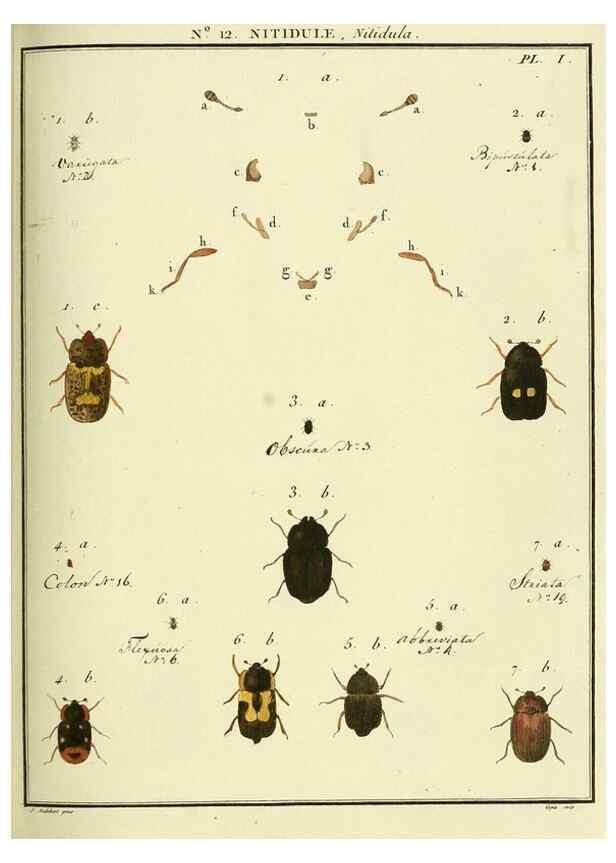 Reproducción/Reproduction 8112669139: Entomologie, ou, Histoire naturelle des insectes :. A Paris :De l'Imprimerie de Baudoin,1789-1808.