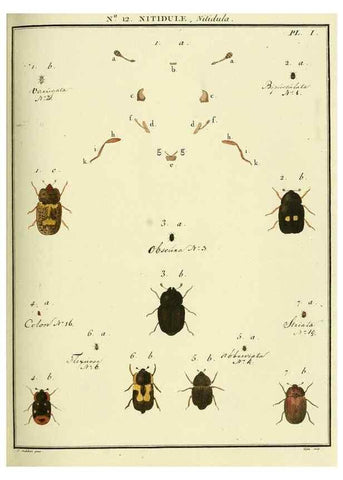 Reproducción/Reproduction 8112669139: Entomologie, ou, Histoire naturelle des insectes :. A Paris :De l'Imprimerie de Baudoin,1789-1808.