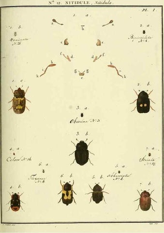 Reproducción/Reproduction 8112669139: Entomologie, ou, Histoire naturelle des insectes :. A Paris :De l'Imprimerie de Baudoin,1789-1808.