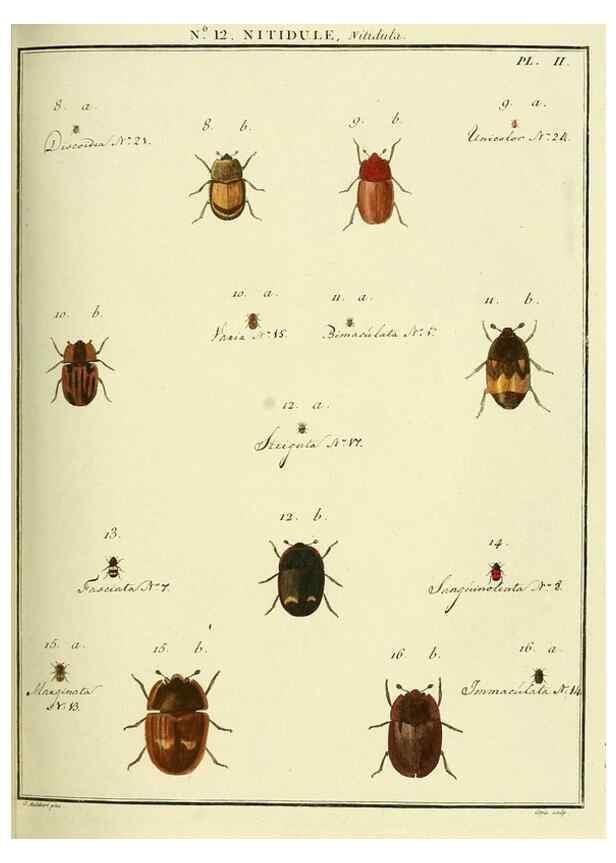 Reproducción/Reproduction 8112669469: Entomologie, ou, Histoire naturelle des insectes :. A Paris :De l'Imprimerie de Baudoin,1789-1808.