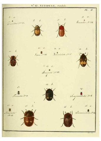 Reproducción/Reproduction 8112669469: Entomologie, ou, Histoire naturelle des insectes :. A Paris :De l'Imprimerie de Baudoin,1789-1808.