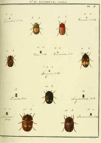 Reproducción/Reproduction 8112669469: Entomologie, ou, Histoire naturelle des insectes :. A Paris :De l'Imprimerie de Baudoin,1789-1808.