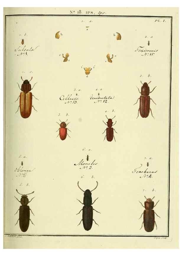 Reproducción/Reproduction 8112673815: Entomologie, ou, Histoire naturelle des insectes :. A Paris :De l'Imprimerie de Baudoin,1789-1808.