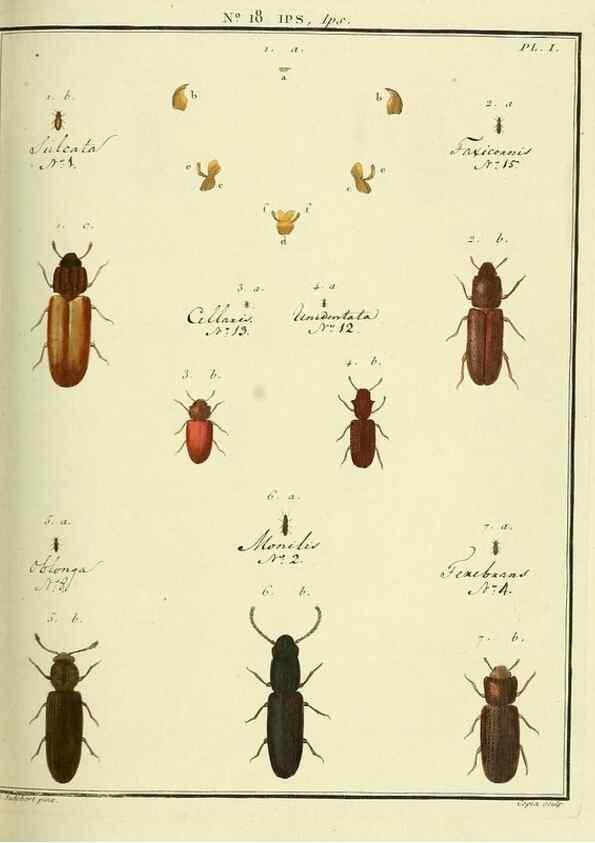 Reproducción/Reproduction 8112673815: Entomologie, ou, Histoire naturelle des insectes :. A Paris :De l'Imprimerie de Baudoin,1789-1808.