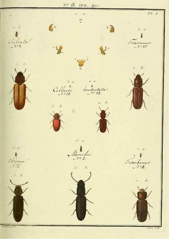 Reproducción/Reproduction 8112673815: Entomologie, ou, Histoire naturelle des insectes :. A Paris :De l'Imprimerie de Baudoin,1789-1808.