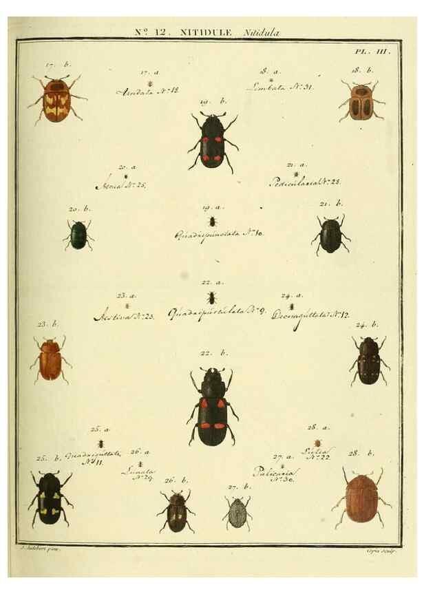 Reproducción/Reproduction 8112679490: Entomologie, ou, Histoire naturelle des insectes :. A Paris :De l'Imprimerie de Baudoin,1789-1808.