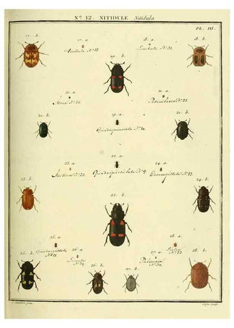 Reproducción/Reproduction 8112679490: Entomologie, ou, Histoire naturelle des insectes :. A Paris :De l'Imprimerie de Baudoin,1789-1808.