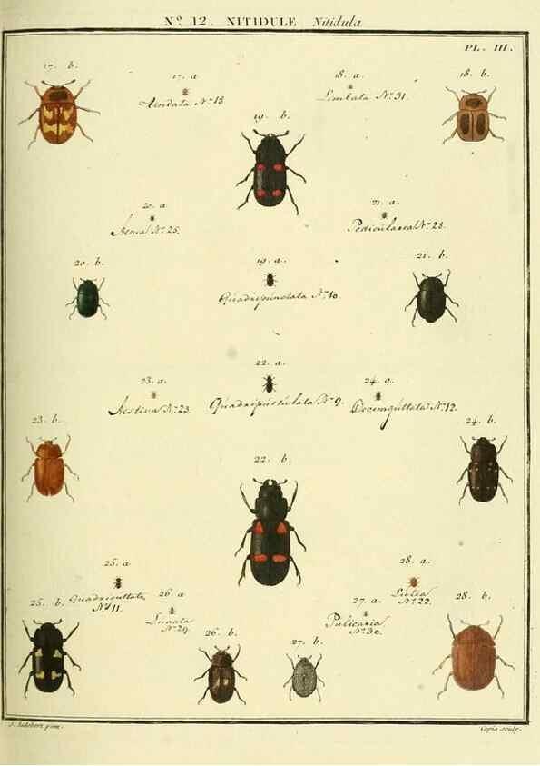 Reproducción/Reproduction 8112679490: Entomologie, ou, Histoire naturelle des insectes :. A Paris :De l'Imprimerie de Baudoin,1789-1808.