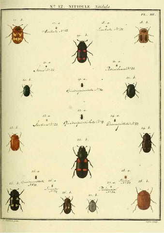 Reproducción/Reproduction 8112679490: Entomologie, ou, Histoire naturelle des insectes :. A Paris :De l'Imprimerie de Baudoin,1789-1808.