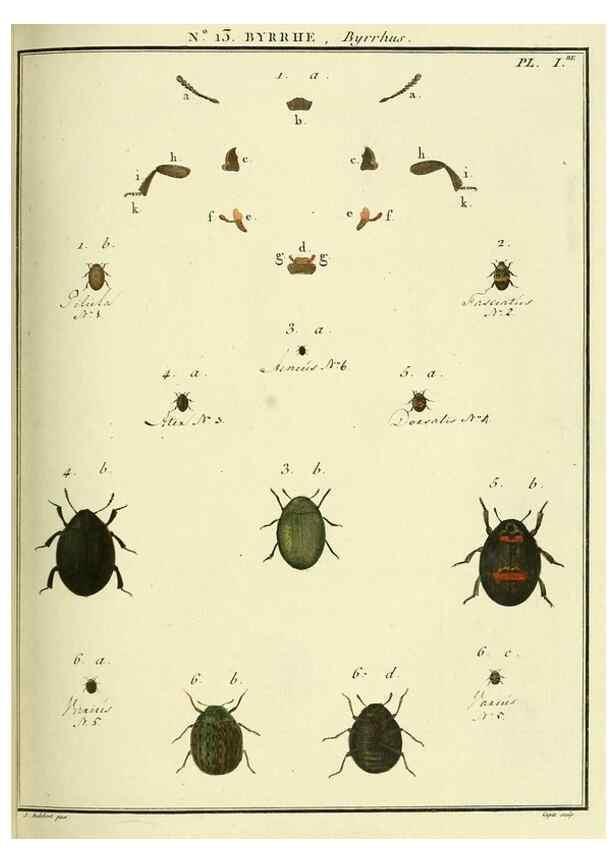 Reproducción/Reproduction 8112670535: Entomologie, ou, Histoire naturelle des insectes :. A Paris :De l'Imprimerie de Baudoin,1789-1808.