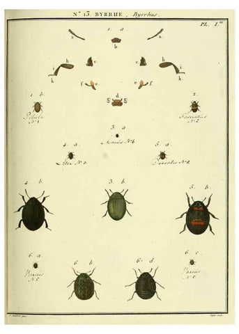 Reproducción/Reproduction 8112670535: Entomologie, ou, Histoire naturelle des insectes :. A Paris :De l'Imprimerie de Baudoin,1789-1808.