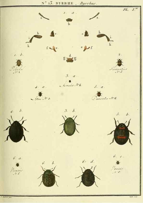 Reproducción/Reproduction 8112670535: Entomologie, ou, Histoire naturelle des insectes :. A Paris :De l'Imprimerie de Baudoin,1789-1808.