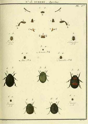 Reproducción/Reproduction 8112670535: Entomologie, ou, Histoire naturelle des insectes :. A Paris :De l'Imprimerie de Baudoin,1789-1808.