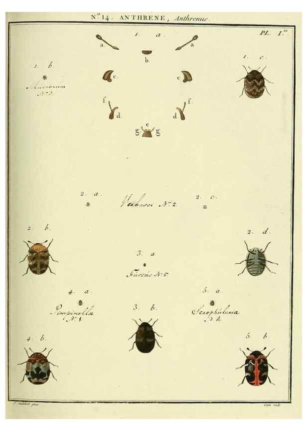 Reproducción/Reproduction 8112680664: Entomologie, ou, Histoire naturelle des insectes :. A Paris :De l'Imprimerie de Baudoin,1789-1808.