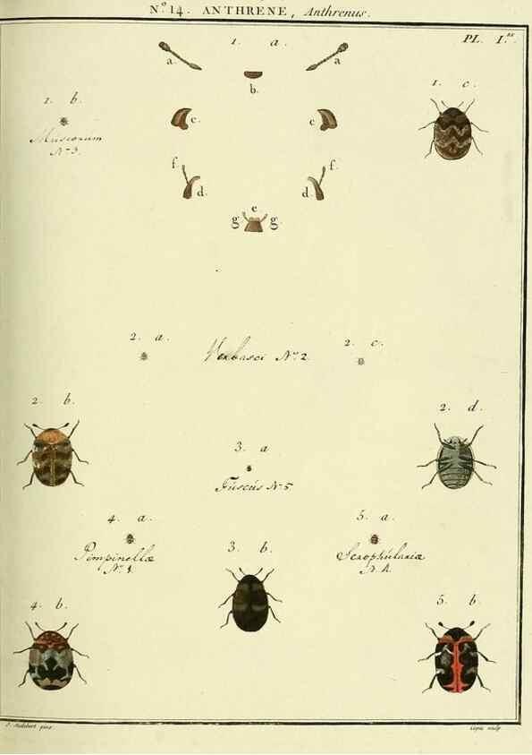 Reproducción/Reproduction 8112680664: Entomologie, ou, Histoire naturelle des insectes :. A Paris :De l'Imprimerie de Baudoin,1789-1808.