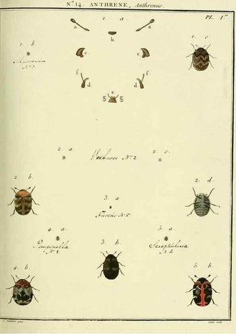Reproducción/Reproduction 8112680664: Entomologie, ou, Histoire naturelle des insectes :. A Paris :De l'Imprimerie de Baudoin,1789-1808.