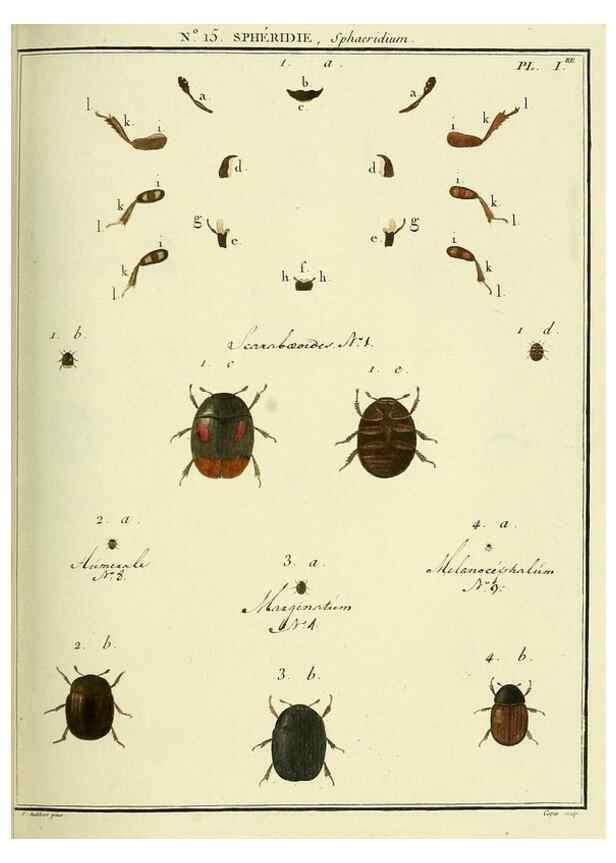 Reproducción/Reproduction 8112671471: Entomologie, ou, Histoire naturelle des insectes :. A Paris :De l'Imprimerie de Baudoin,1789-1808.