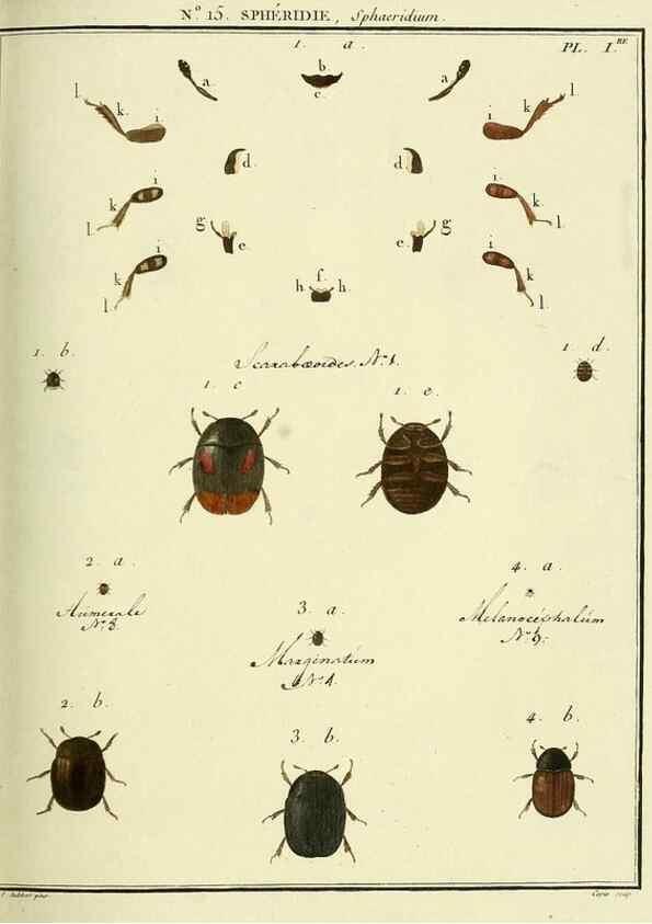 Reproducción/Reproduction 8112671471: Entomologie, ou, Histoire naturelle des insectes :. A Paris :De l'Imprimerie de Baudoin,1789-1808.