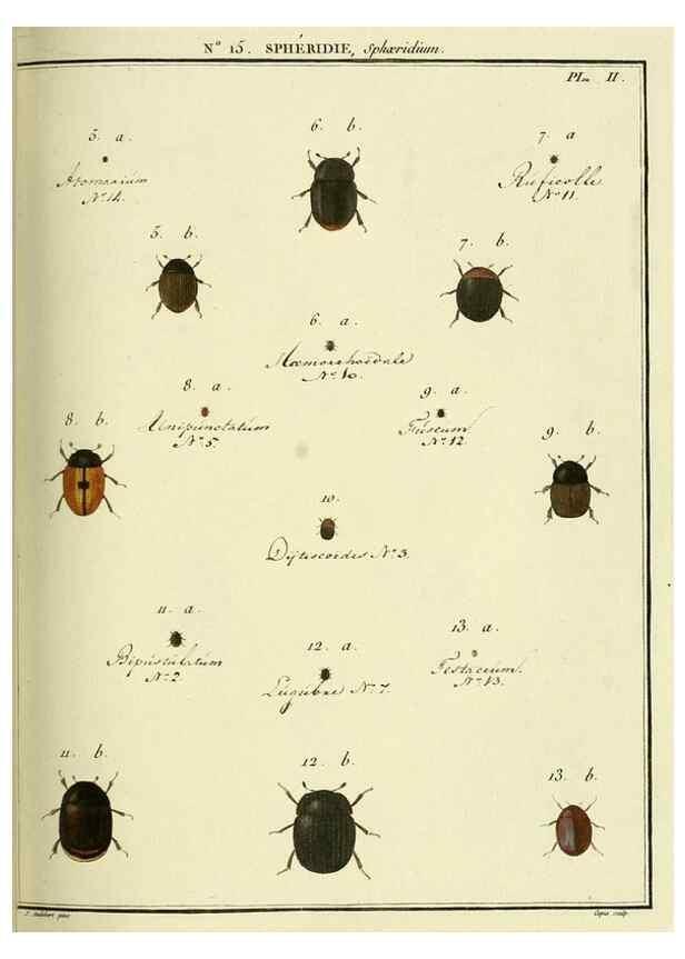 Reproducción/Reproduction 8112681524: Entomologie, ou, Histoire naturelle des insectes :. A Paris :De l'Imprimerie de Baudoin,1789-1808.