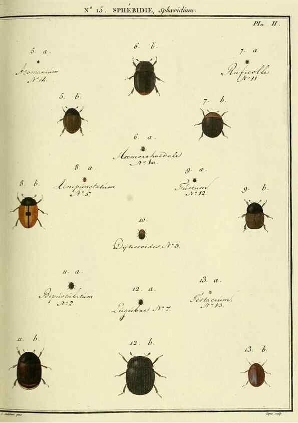 Reproducción/Reproduction 8112681524: Entomologie, ou, Histoire naturelle des insectes :. A Paris :De l'Imprimerie de Baudoin,1789-1808.