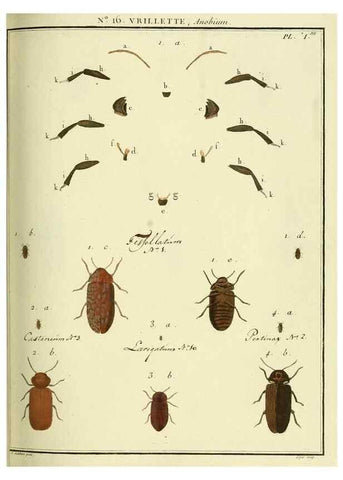 Reproducción/Reproduction 8112681912: Entomologie, ou, Histoire naturelle des insectes :. A Paris :De l'Imprimerie de Baudoin,1789-1808.