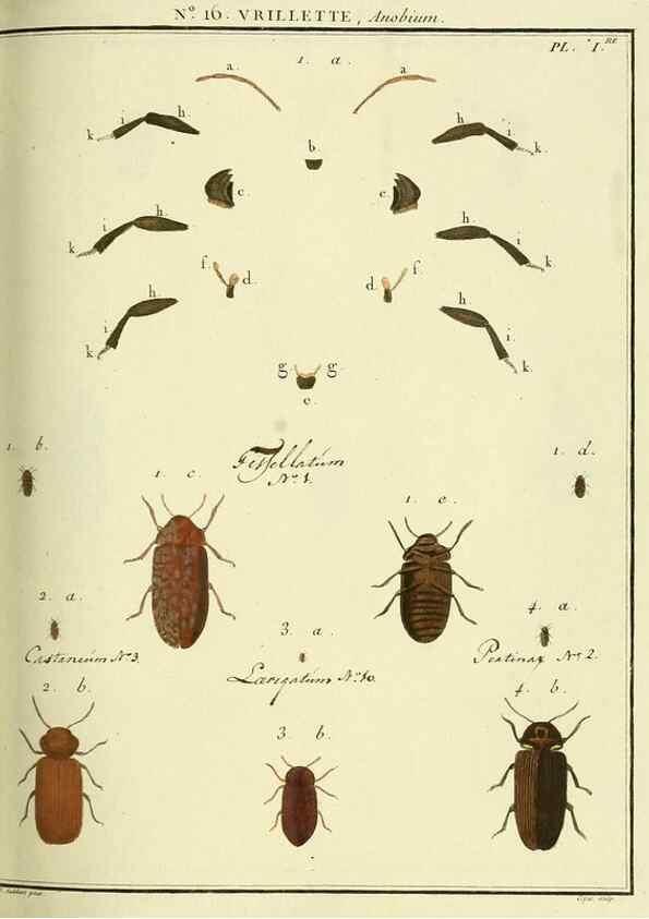 Reproducción/Reproduction 8112681912: Entomologie, ou, Histoire naturelle des insectes :. A Paris :De l'Imprimerie de Baudoin,1789-1808.