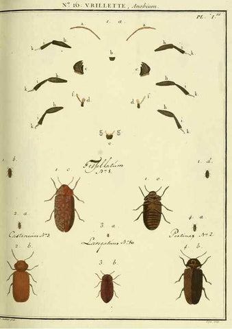 Reproducción/Reproduction 8112681912: Entomologie, ou, Histoire naturelle des insectes :. A Paris :De l'Imprimerie de Baudoin,1789-1808.