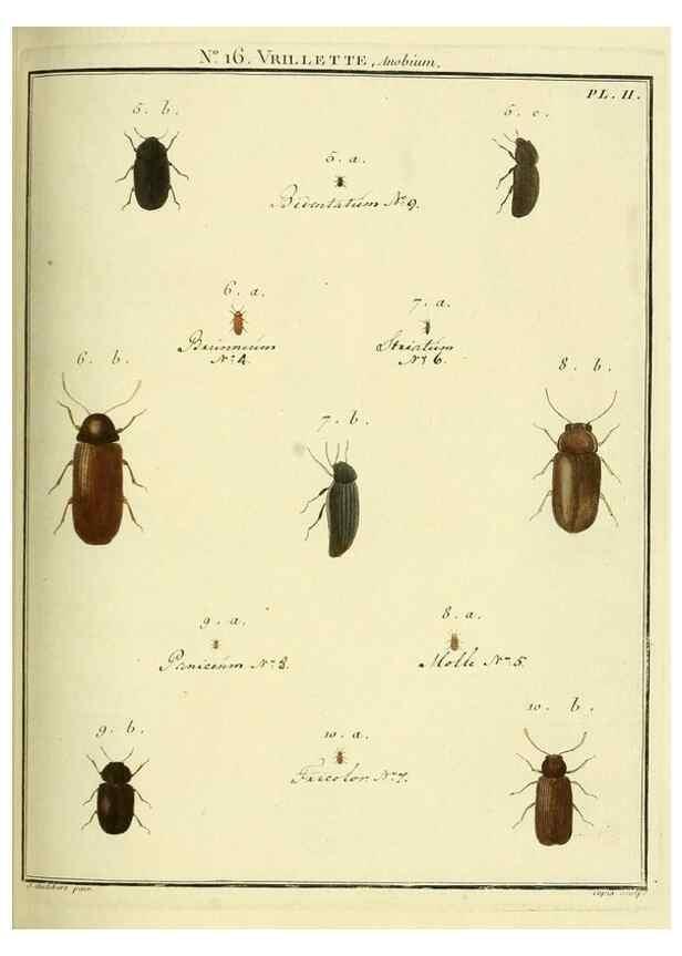 Reproducción/Reproduction 8112672645: Entomologie, ou, Histoire naturelle des insectes :. A Paris :De l'Imprimerie de Baudoin,1789-1808.