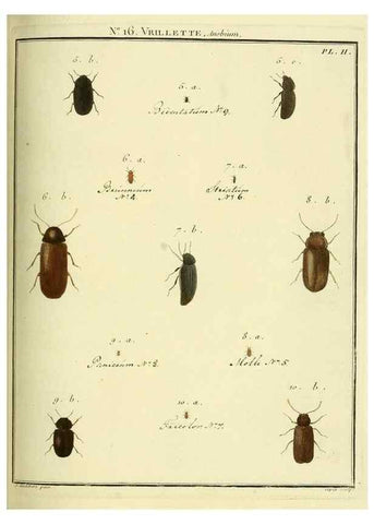 Reproducción/Reproduction 8112672645: Entomologie, ou, Histoire naturelle des insectes :. A Paris :De l'Imprimerie de Baudoin,1789-1808.