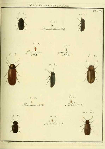 Reproducción/Reproduction 8112672645: Entomologie, ou, Histoire naturelle des insectes :. A Paris :De l'Imprimerie de Baudoin,1789-1808.