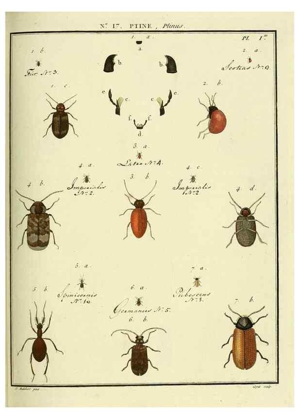 Reproducción/Reproduction 8112682636: Entomologie, ou, Histoire naturelle des insectes :. A Paris :De l'Imprimerie de Baudoin,1789-1808.