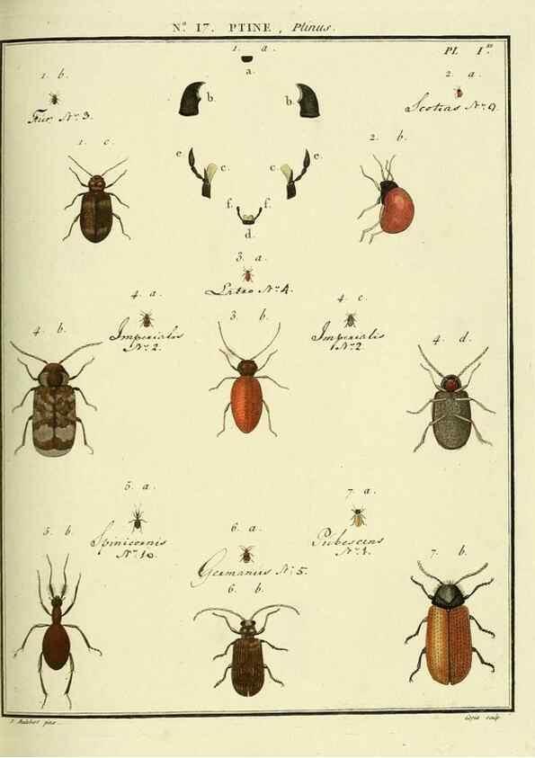 Reproducción/Reproduction 8112682636: Entomologie, ou, Histoire naturelle des insectes :. A Paris :De l'Imprimerie de Baudoin,1789-1808.