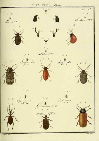Reproducción/Reproduction 8112682636: Entomologie, ou, Histoire naturelle des insectes :. A Paris :De l'Imprimerie de Baudoin,1789-1808.