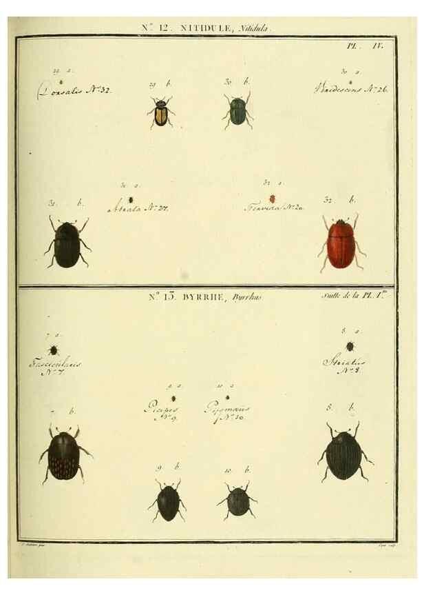 Reproducción/Reproduction 8112670179: Entomologie, ou, Histoire naturelle des insectes :. A Paris :De l'Imprimerie de Baudoin,1789-1808.