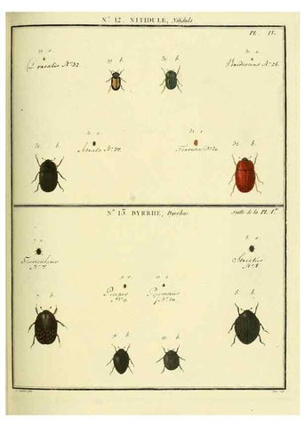 Reproducción/Reproduction 8112670179: Entomologie, ou, Histoire naturelle des insectes :. A Paris :De l'Imprimerie de Baudoin,1789-1808.