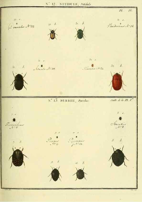 Reproducción/Reproduction 8112670179: Entomologie, ou, Histoire naturelle des insectes :. A Paris :De l'Imprimerie de Baudoin,1789-1808.
