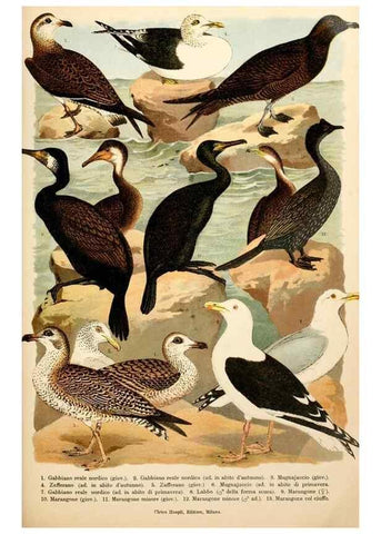 Reproducción/Reproduction 7413933832: Atlante ornitologico :. Milano :U. Hoepli,1902.